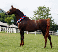 Qua Arabians